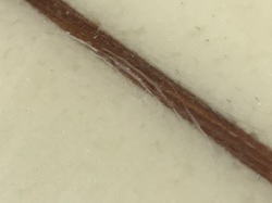 �I�[�o�[�z�[�� �G�|�L�V �W�~�[�n�C���Y 4_7